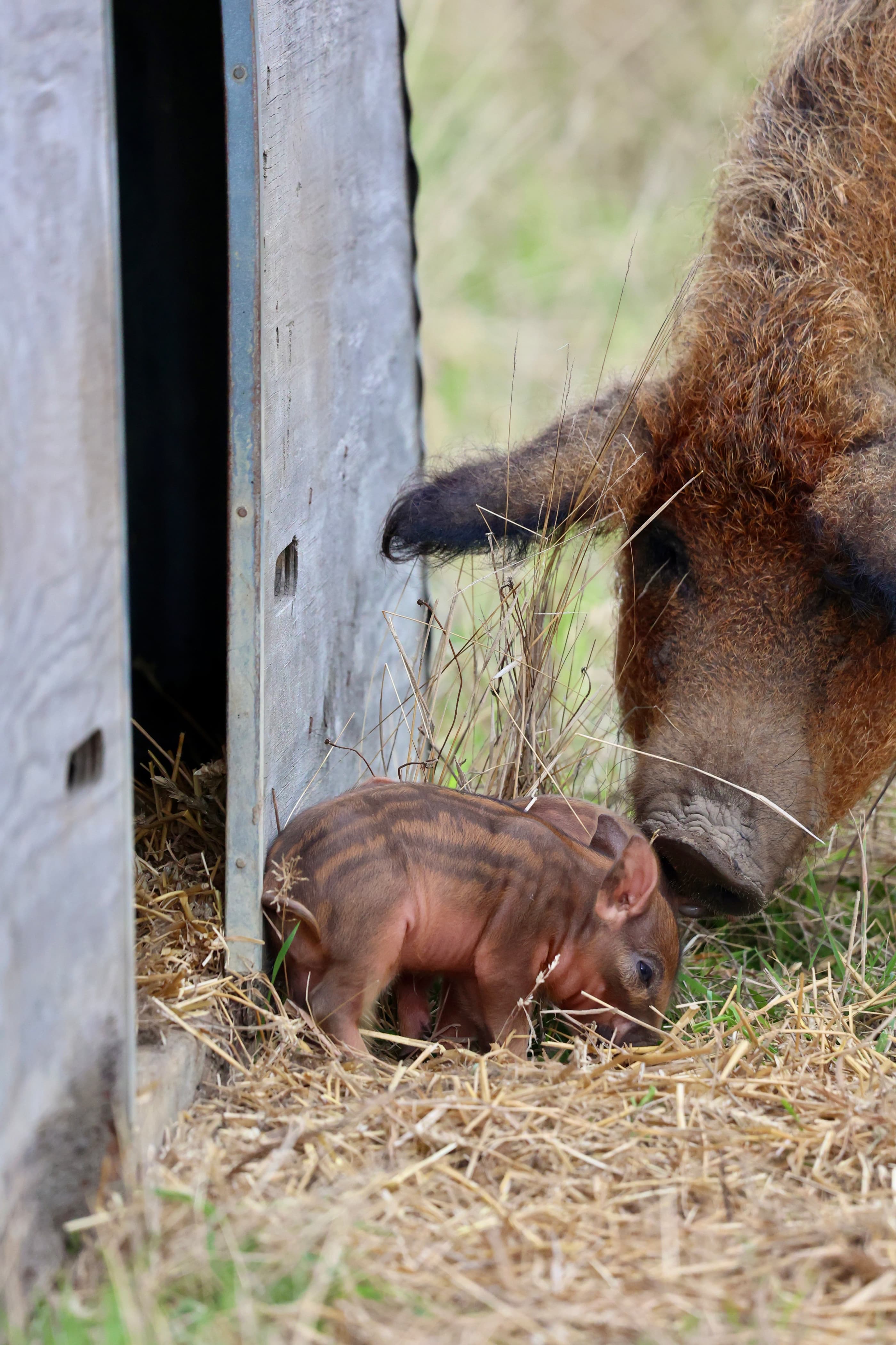 Wilder Doddington - Mangalitza Sow