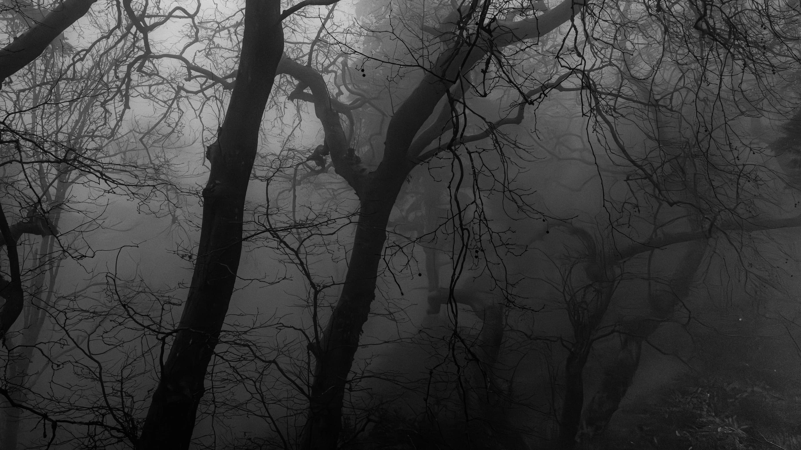 haunted forest