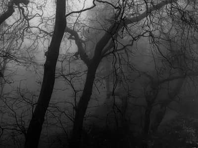 haunted forest