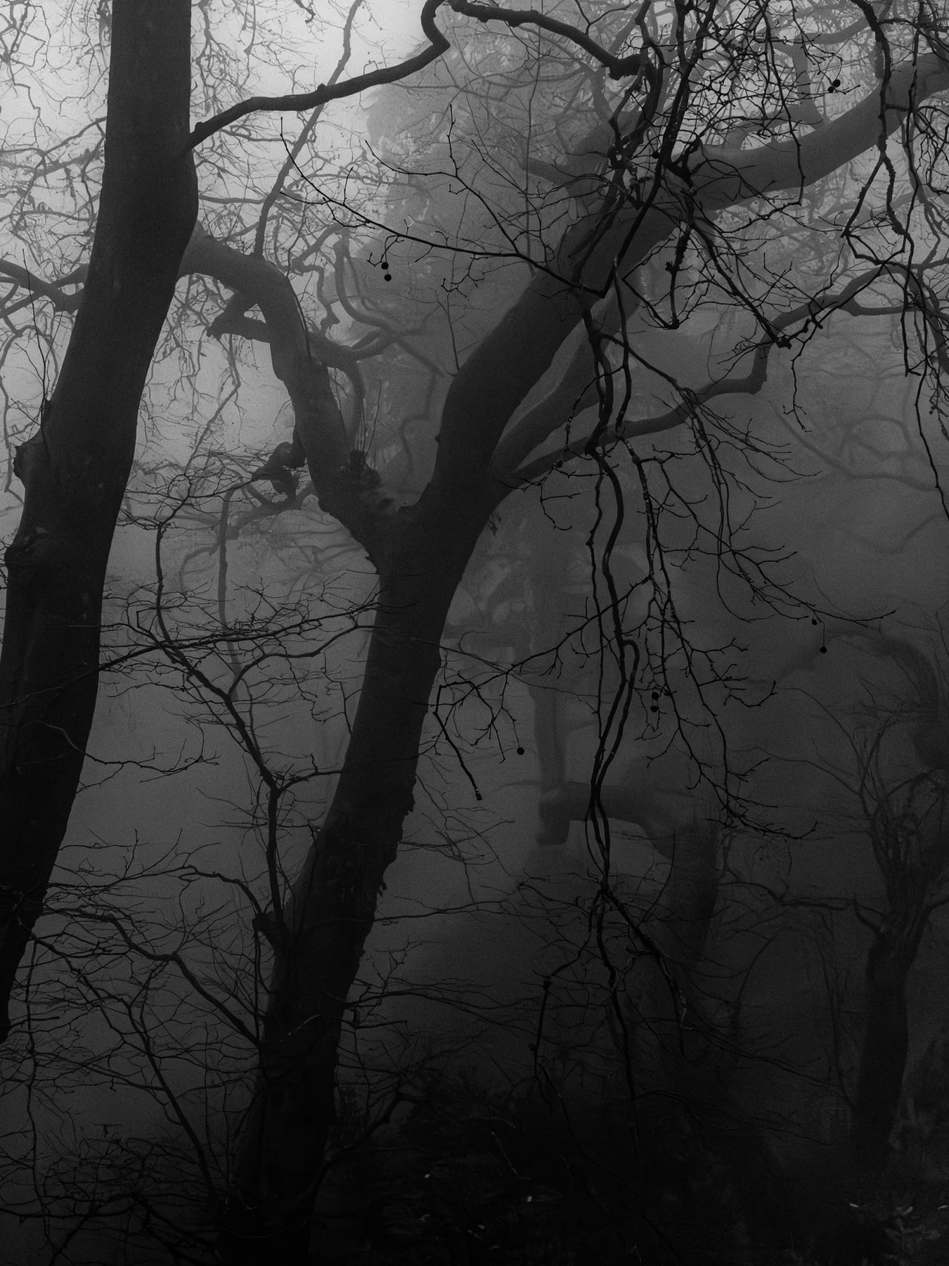 haunted forest