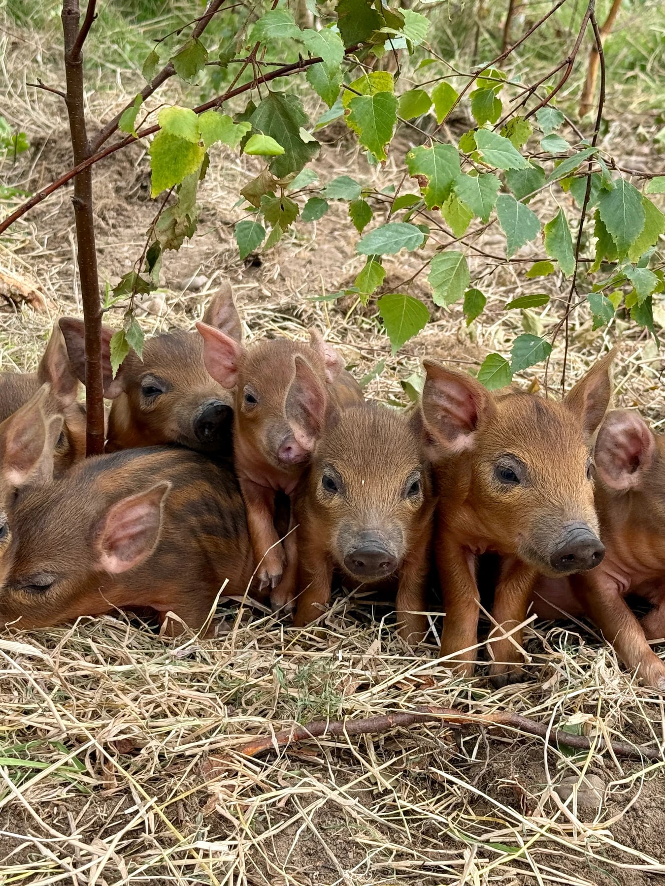 Wilder Doddington - Mangalitza x Tamworth Piglets - 6 days old