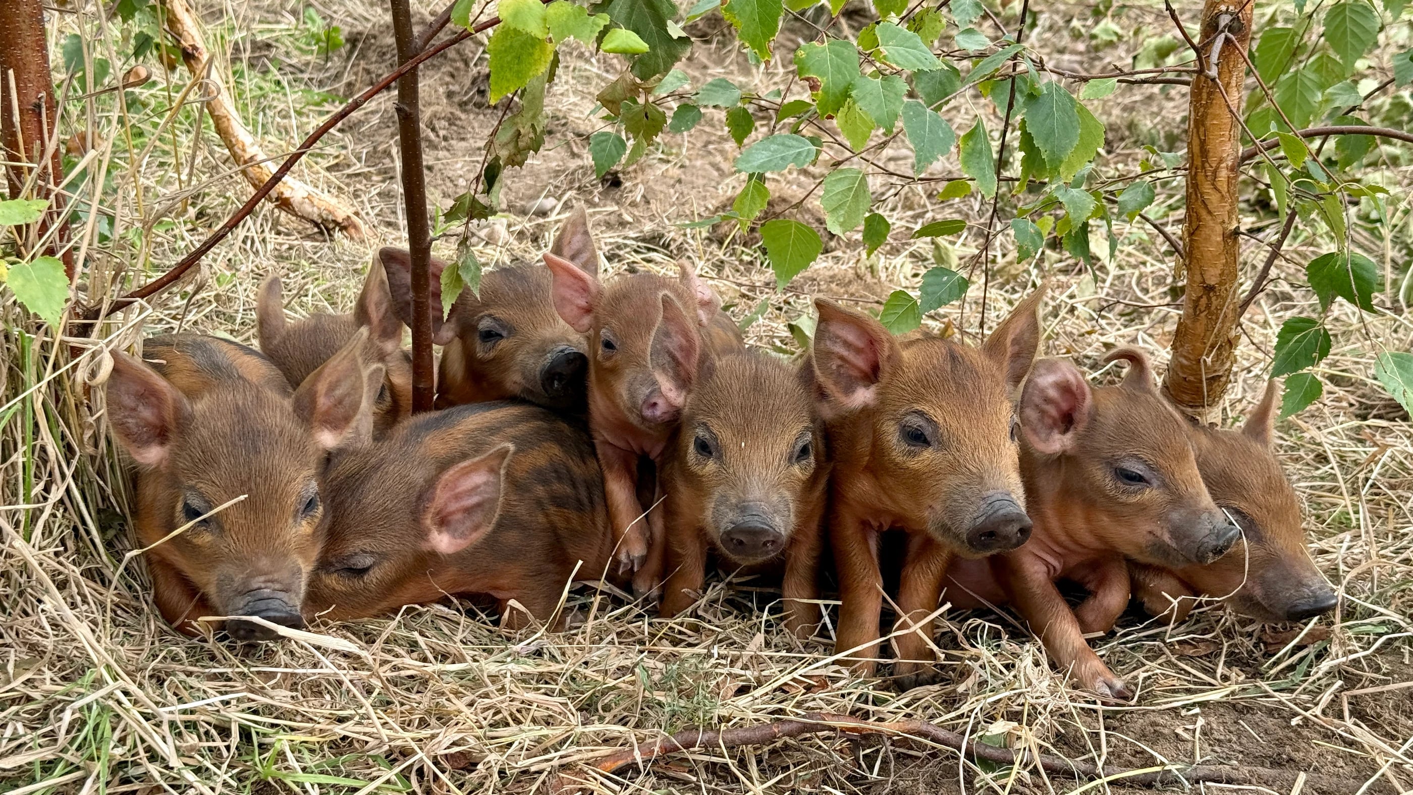 Wilder Doddington - Mangalitza x Tamworth Piglets - 6 days old