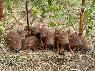 Wilder Doddington - Mangalitza x Tamworth Piglets - 6 days old