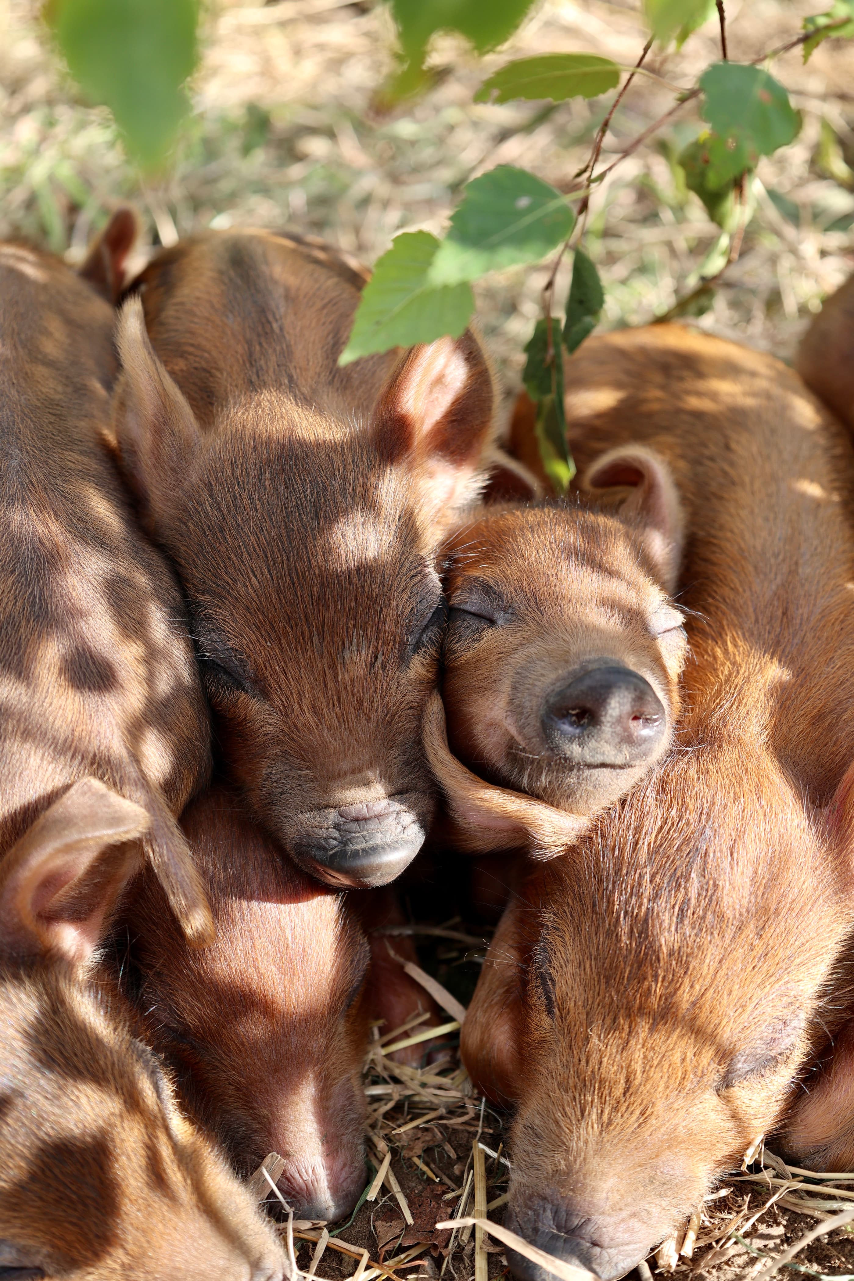 Wilder Doddington - Mangalitza x Tamworth Piglets - Sleeping
